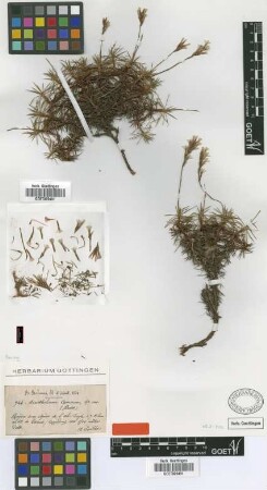 Acantholimon caesareum Boiss. & Balansa [type]
