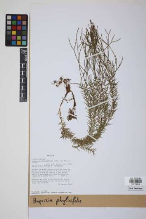 Phlegmariurus phylicifolius (Desv. ex Poir.) B. &Oslash;llg.