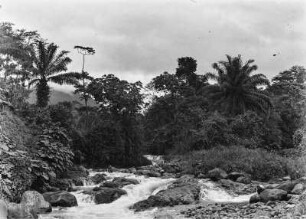 Regenwald bei Malabo : Blick auf die Vegetation des Regenwaldes bei Malabo.