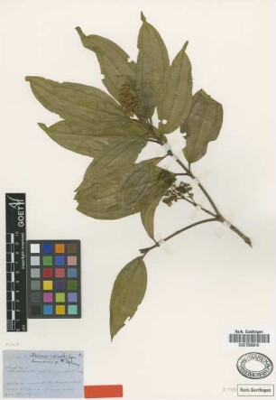 Miconia resimoides Cogn. [type]