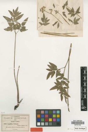 Angelica nelsonii J.M.Coult. & Rose [syntype]