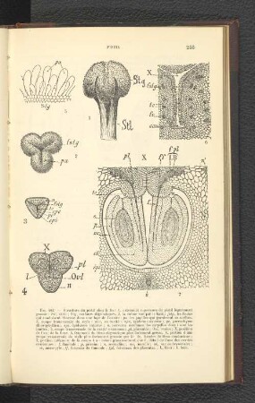 Fig. 402. Structure du pistil chez le lis: