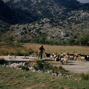 Kreta, Omalós. Omalós-Plateau, 1064m. Hirte und Ziegenherde an der Tränkzisterne