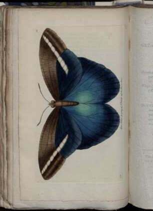 Idomeneus, or Great Occidental Butter-Fly.