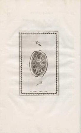 Iterum caninum renem, detractis internis quibusdam membranis, ac tympani ossicula exhibet