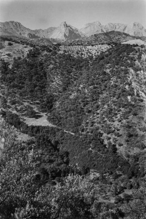Landschaft : Blick über die mit Eichen, Eschen, Feigen- und Ölbäumen bewachsenen Hänge.