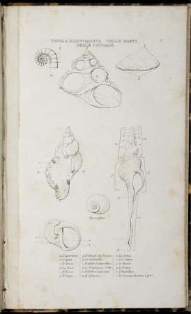 Tavola I. [bis] Tavola X. [siehe römische Paginierung]