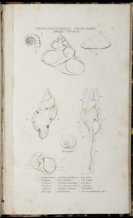 Tavola I. [bis] Tavola X. [siehe römische Paginierung]