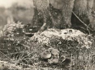 Europa. Graugans (Anser anser), geschlüpfte Junge im Nest