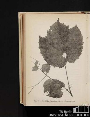 Fig. 36. - Cordifolia Capostipite (Mutti) - 1/3 grand. nat.