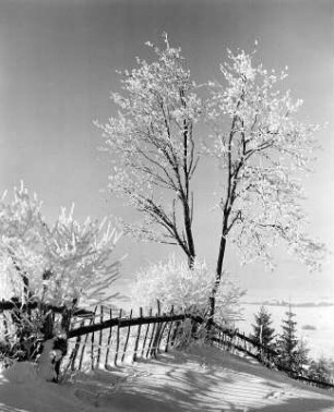 Winterbilder. Einfriedung, Sträucher und Baum im Schnee, bedeckt mit Rauhreif