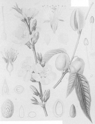 Mandelbaum (Amygdalus communis), farbig : Geographie | Wirtschaftsgeographie | Reizmittel, aetherische Öle und Duftstoffe liefernde Pflanzen | Tabak, Arzneipflanzen und Ölpflanzen