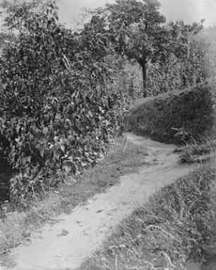 Gartenweg am Kotzsch-Haus : Gartenweg am Kotzsch-Haus. Fotografie; 19,8 x 16,2 cm (vor 1910; A. Kotzsch). Dresden: Privatbesitz