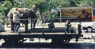 Elefant im Krankenhaus