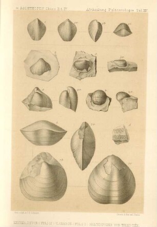 Kayser, Devon (Fig. 1-1c) U. Carbon (Fig. 2-7) Brachiopoden von Tshau-tien