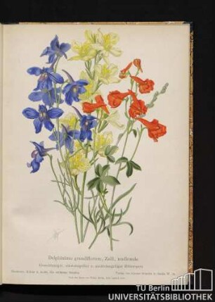 Delphinium grandiflorum, Zalil, nudicaule. Großblumiger, schwefelgelber u. nacktstengeliger Rittersporn.