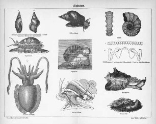 Mollusken