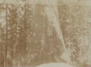 Yosemite: Mariposa Grove - Grizzly Giant