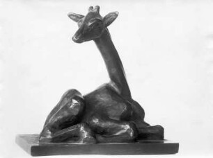 Liegende junge Giraffe