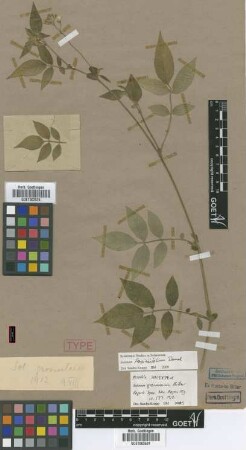 Solanum grossularia Bitter [syntype]
