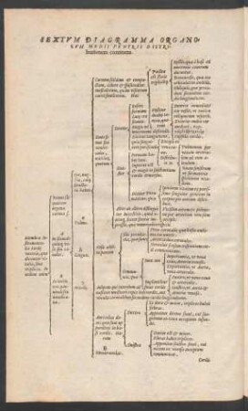 Sextum Diagramma Organorum Medii Ventris Distributionem continens.