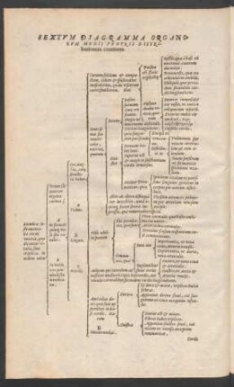 Sextum Diagramma Organorum Medii Ventris Distributionem continens.