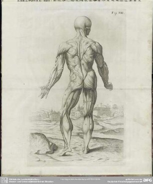 Fig. VIII