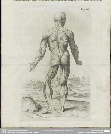 Fig. VIII