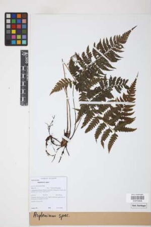 Asplenium spec.