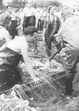 Fischerei in Peitz : Handwerkstechniken - Fischerei. Ort: Picnjo / Peitz. Abfischen beim traditionellen Fischerfest.