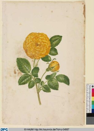 Rose mit gelben Blüten