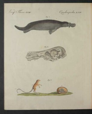 Tafel: Vierf. Thiere LXIV.