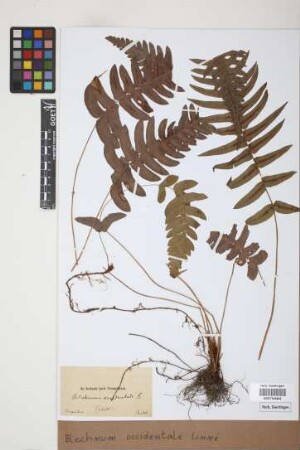 Blechnum occidentale L.