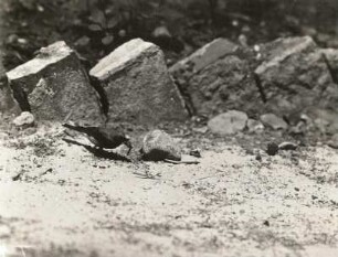 Gartenrotschwanz (Phoenicurus phoenicurus L.), Männchen am Boden auf Nahrungssuche