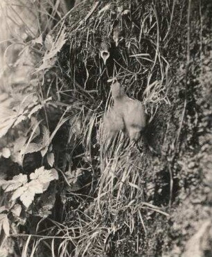 Wasseramsel (Cinclus cinclus L. ), fütternd am Nest (Ausschnitt)