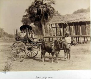 Zebu Gespann