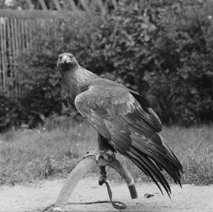 Zootiere. Steinadler im Tierpark Berlin-Friedrichsfelde