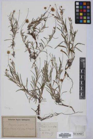 Schizogyne sericea (L.) Sch.Bip.