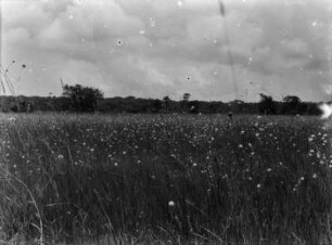 Dambo : Graslandschaft eines Dambo während der Regenzeit. Im Hintergrund ein Wald.
