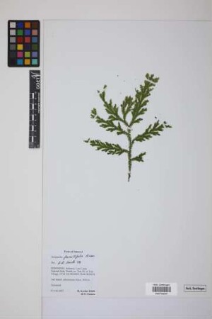 Selaginella furcillifolia Hieron.