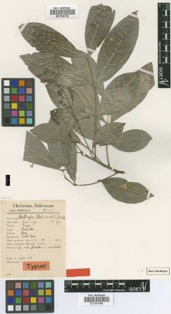 Matayba steinbachii Melch. [type]