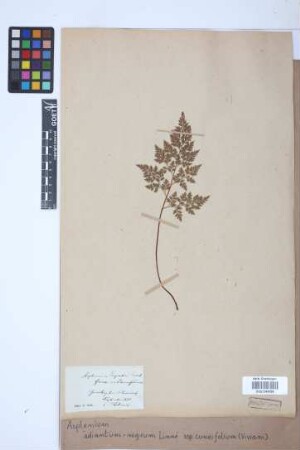Asplenium adiantum-nigrum subsp. cuneifolium (Viv.) Asch.