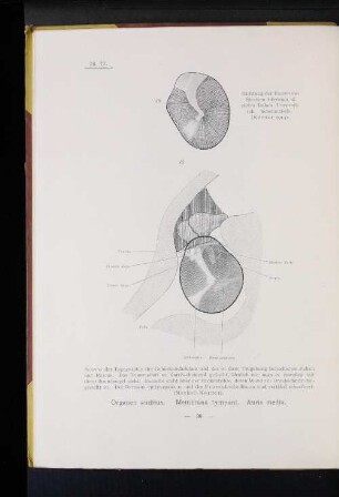 Organon auditus. Membrana tympani. Auris media.