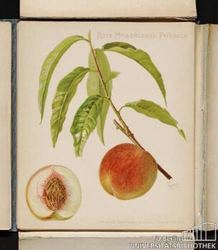 Rote Magdalenen Pfirsich