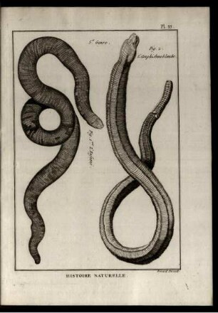 Pl. 33