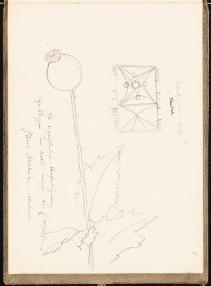 Skizzenbuch 1899: Abgeblühter Mohn, Ornament