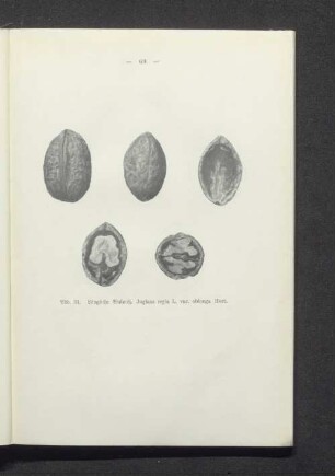 Längliche Walnuß, Juglans regia L. var. oblonga Hort.