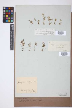 Anogramma leptophylla (L.) Link