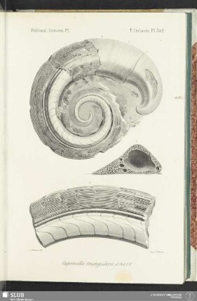 Pl. 542