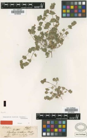 Polyechma coeruleum Hochst. [type]
